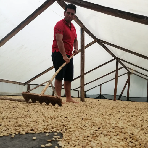 An image of a man gathering coffee beans