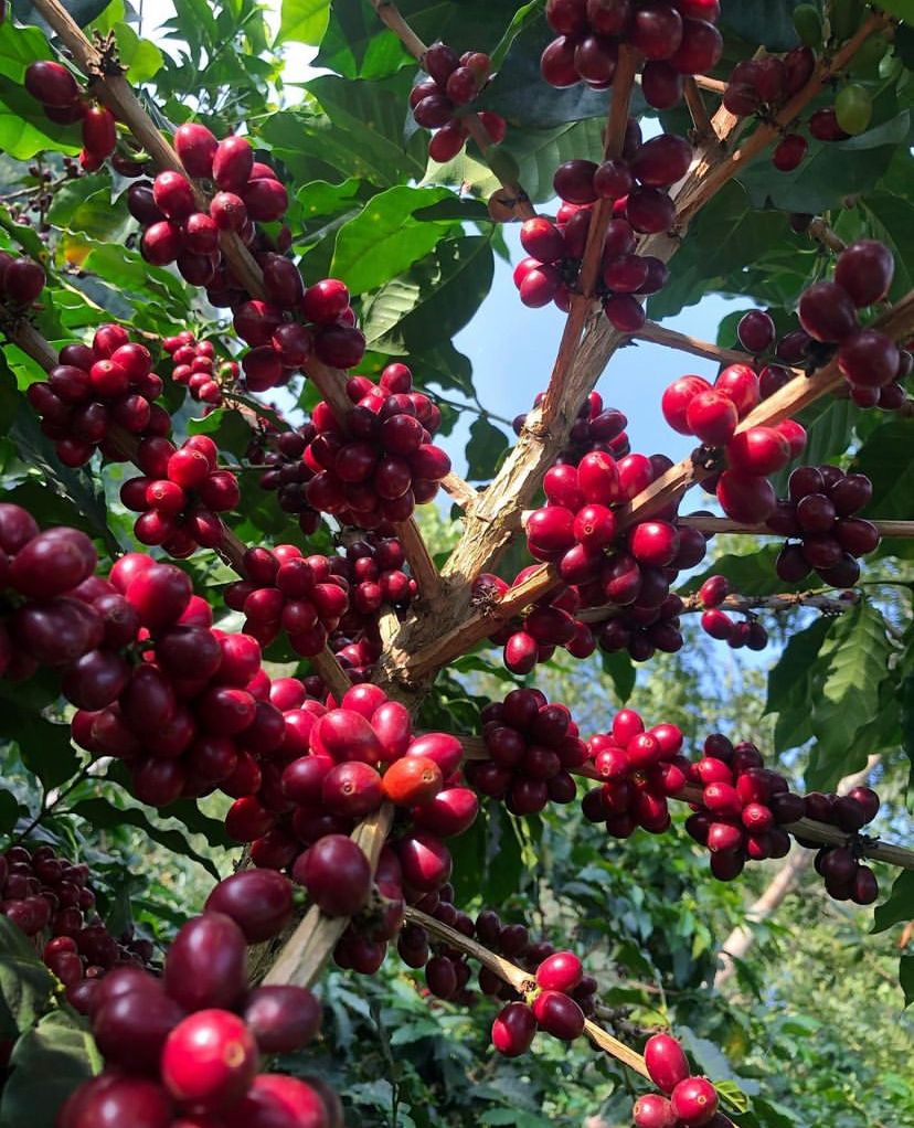 Crosby Coffee and Batch Subscription