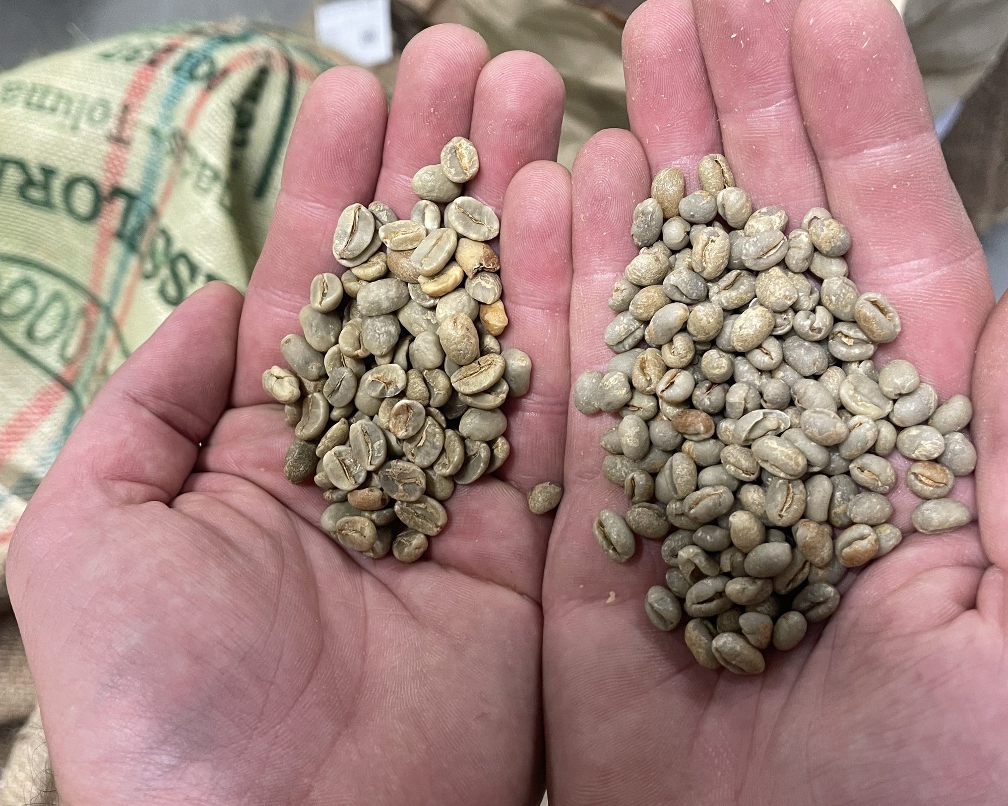 Peaberry Coffee: Nature’s Little Rarity