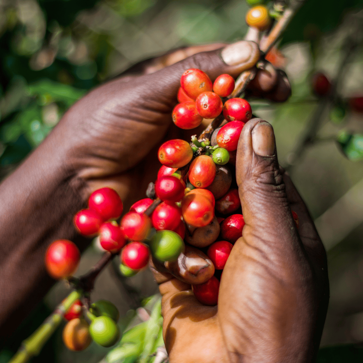 Peaberry Coffee: Nature’s Little Rarity