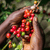 Peaberry Coffee: Nature’s Little Rarity
