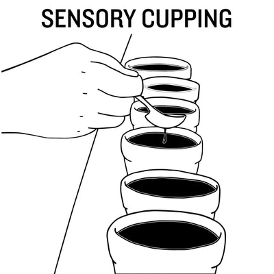 Sensory Cupping